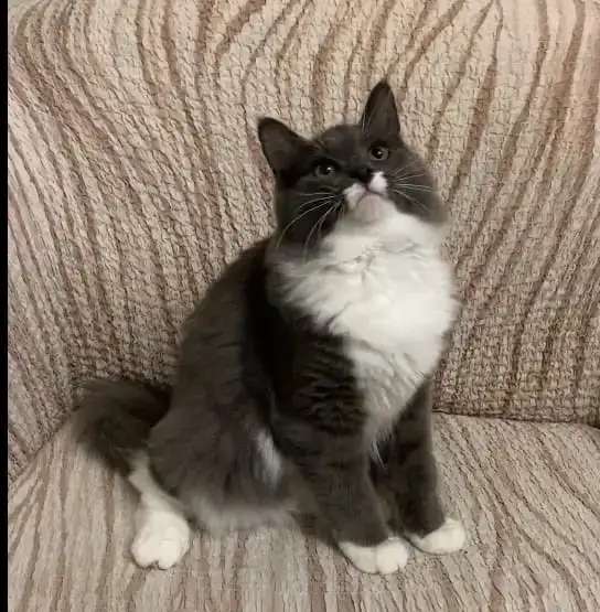 Котята Невской маскарадной кошки