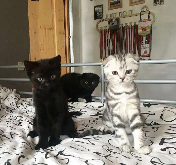 Шотландские котята