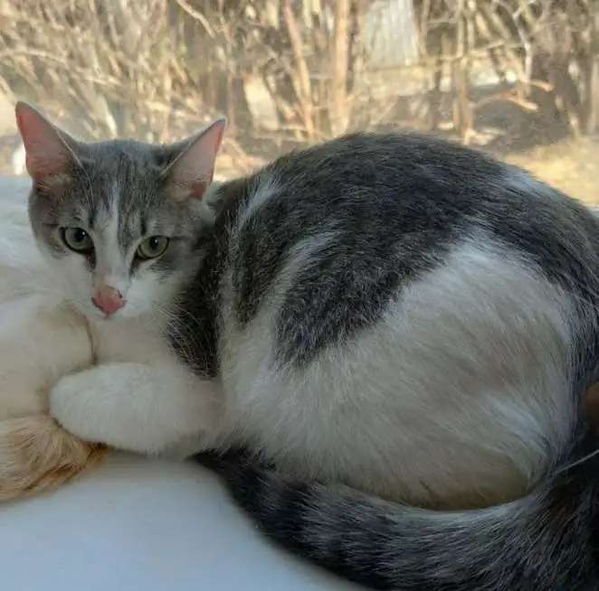 Котёнок Степа ищет дом
