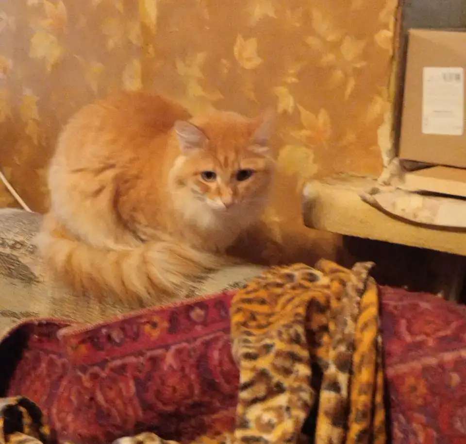 Кошку в добрые руки