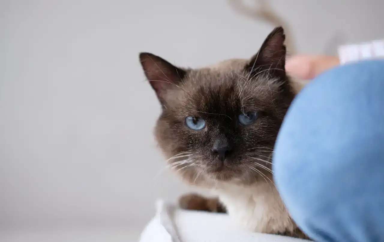 Кот Майкл ищет дом