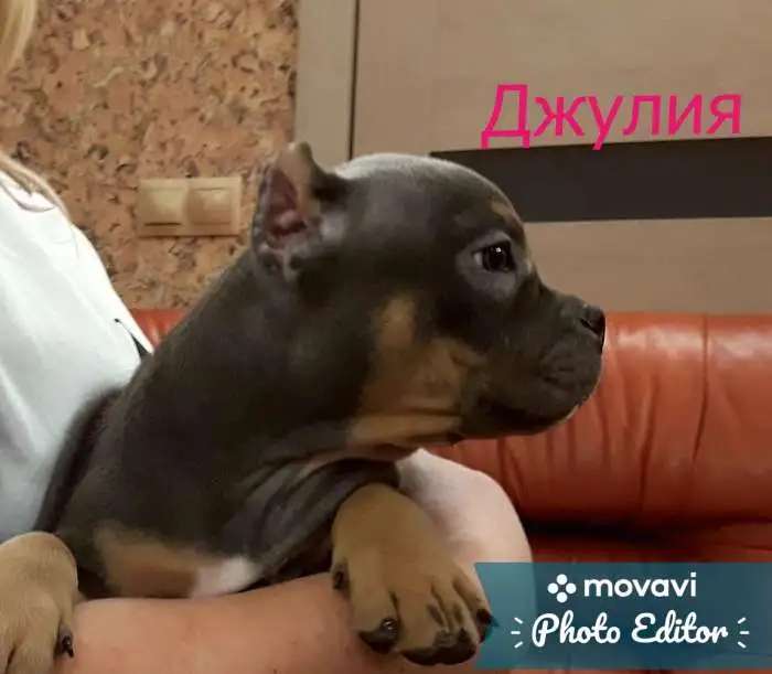 Щенки Американский булли