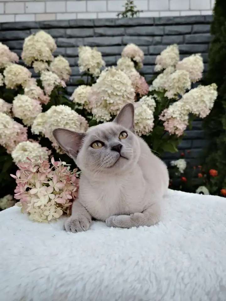 Бурманские клубные котята