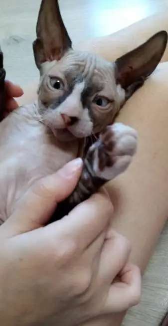 Котята сфинкс