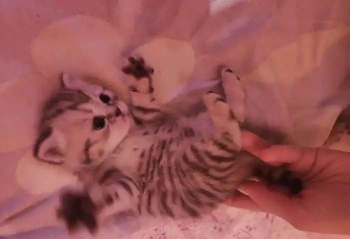 Шотландские котята