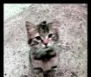 Котята с зелеными глазками,выполняют некоторые трюки.