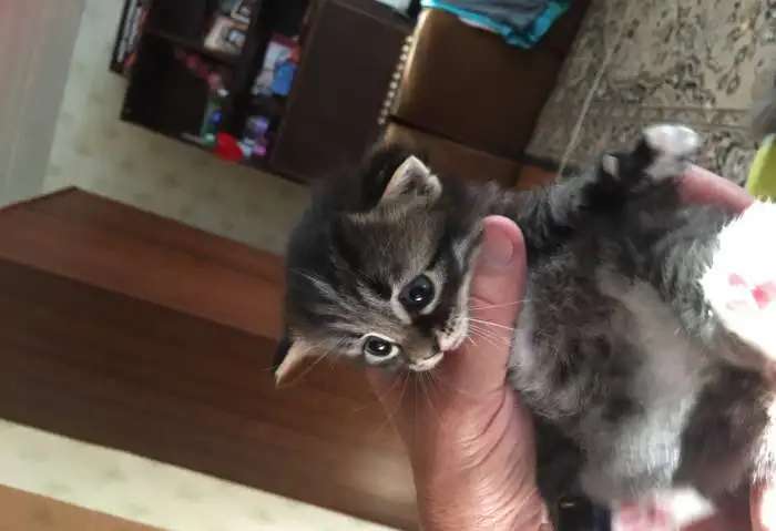 Ищем хозяина для котика