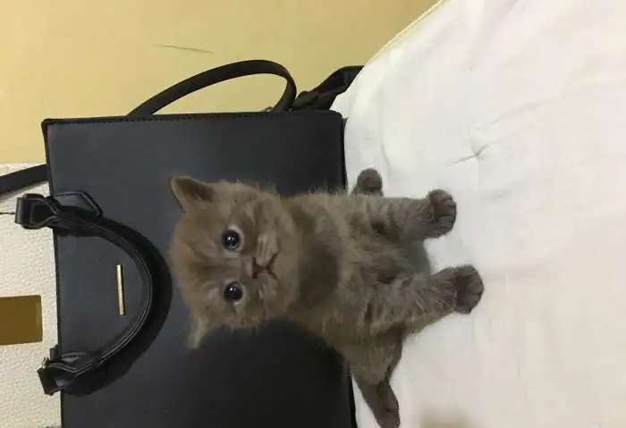Шотландские котята
