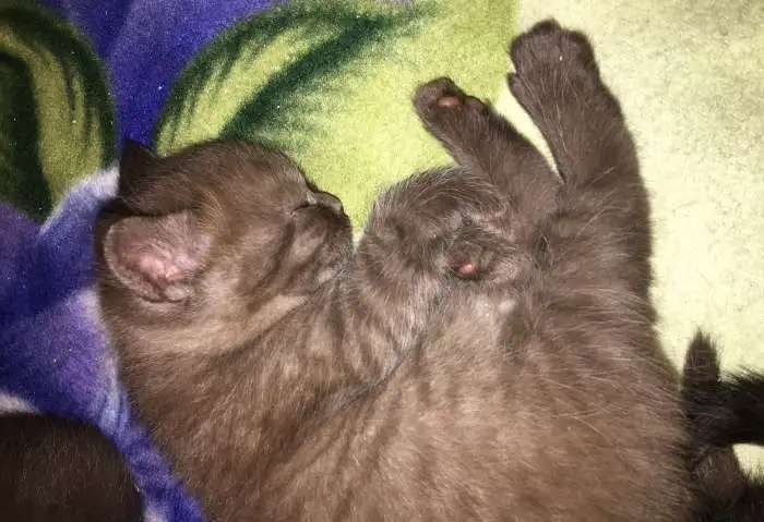 Шотландские котята