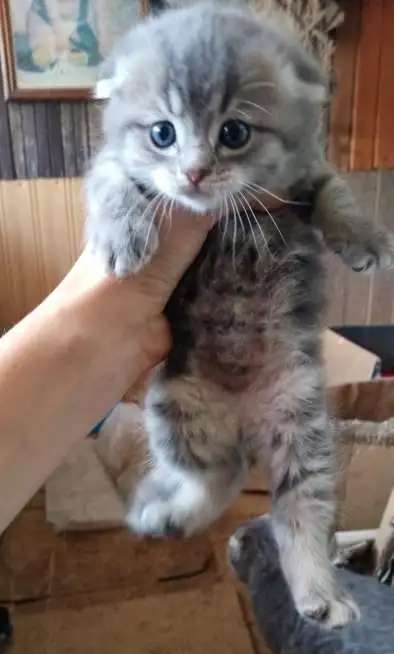 Котёнок