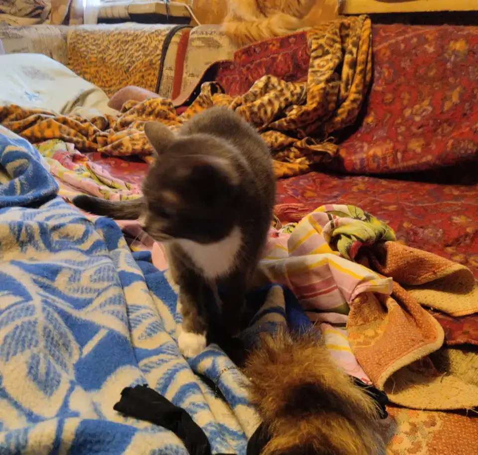 Кошку в добрые руки