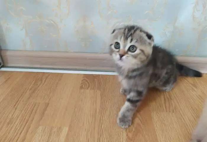 Шотландские вислоухие котята фолды