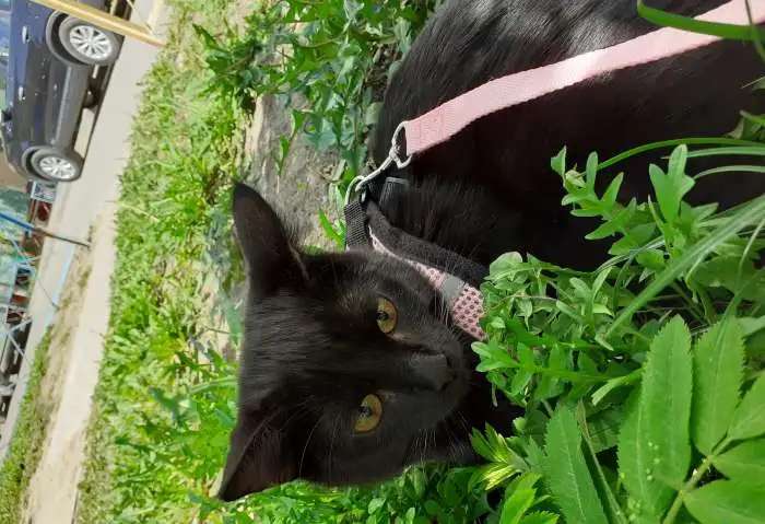 Отдам котенка