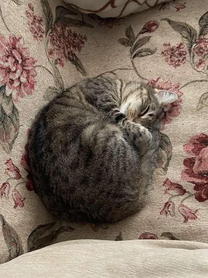 Кошечка в добрые руки