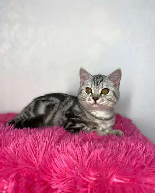 Британские котята