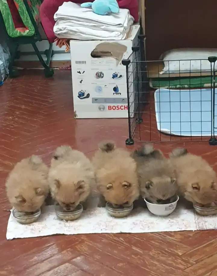 Продаются мальчики померанского шпица