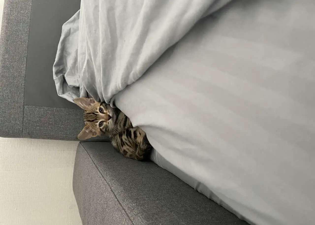 Бенгальский котёнок