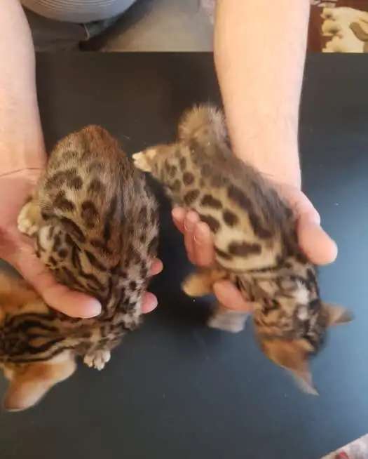 Бенгальские котята