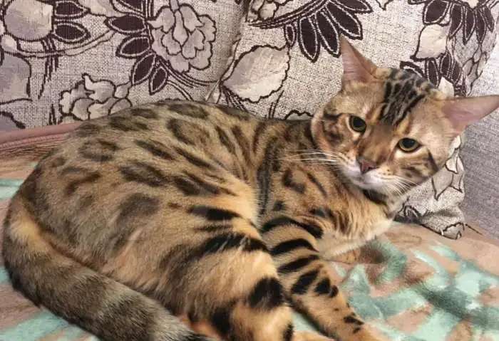 Бенгальские котята