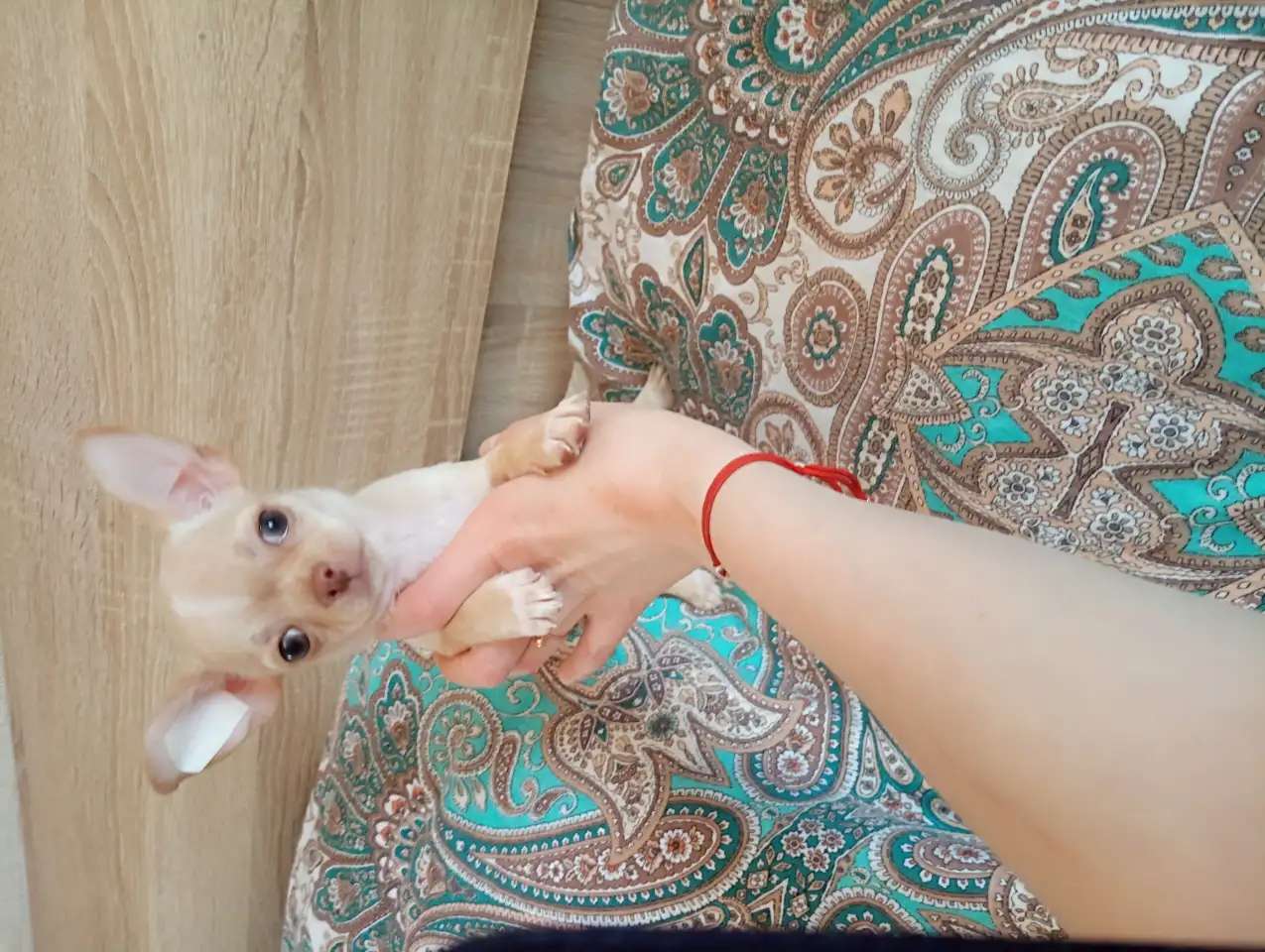 Щенки чихуахуа