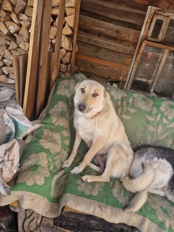Щенки бесплатно в добрые руки