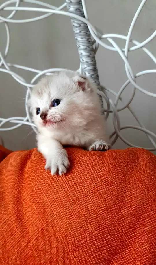 Шотландские вислоухие котята