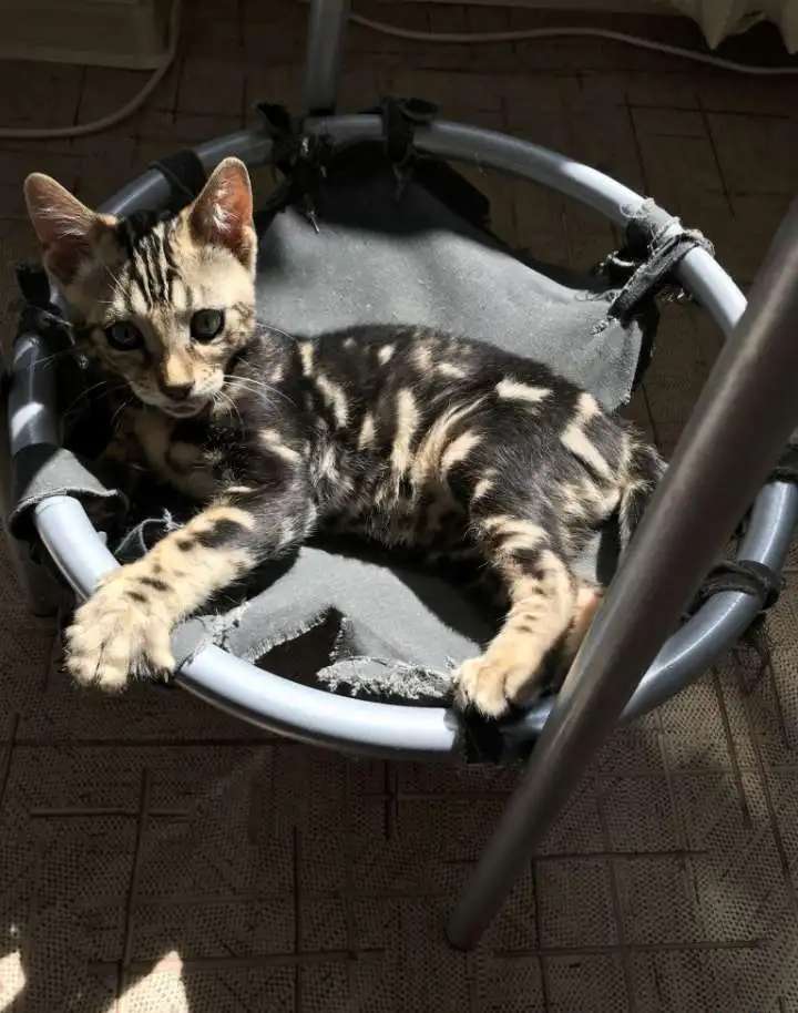 Бенгальский котенок