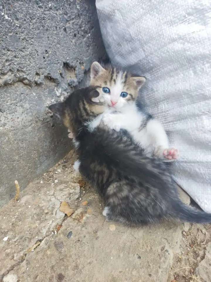Котята ищут дом
