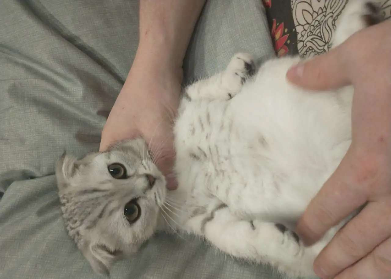 Котенок вислоухий шотландец