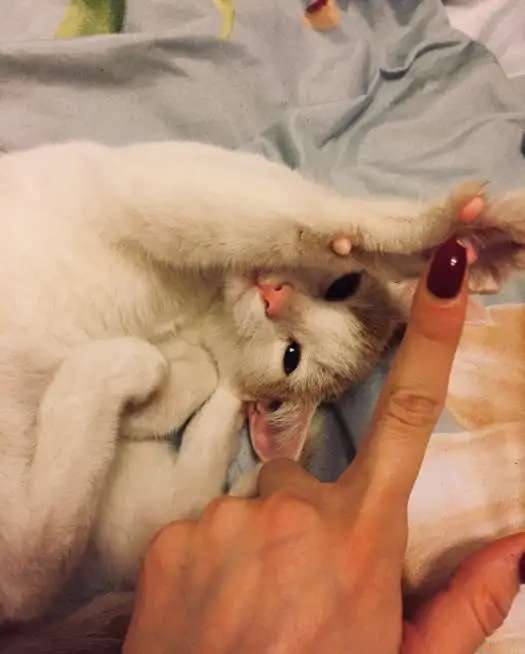 Котенок ищет семью