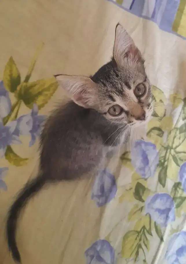 Котята ответственным хозяевам