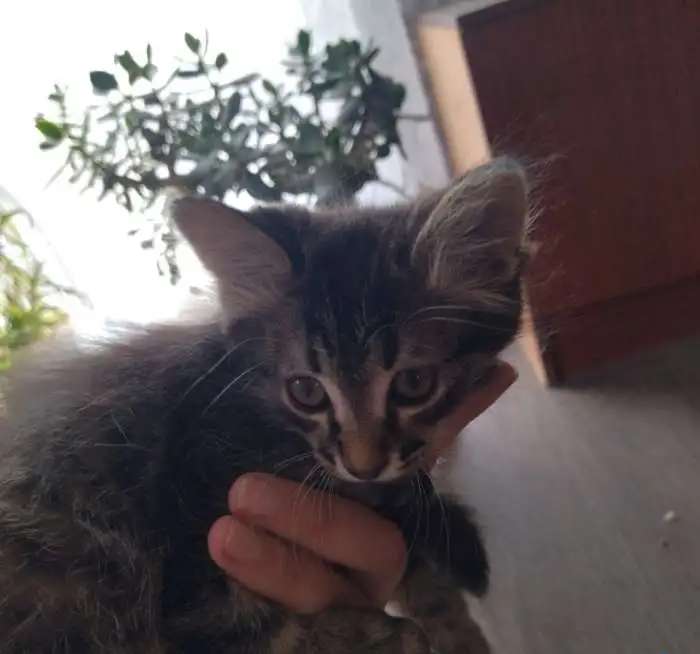 Котятки