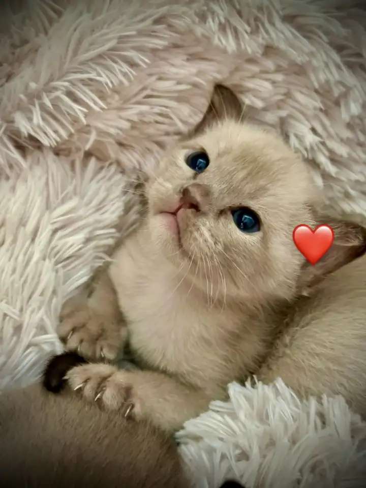 Бурманские клубные котята