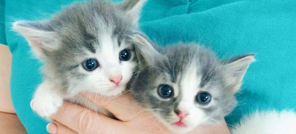 Котята