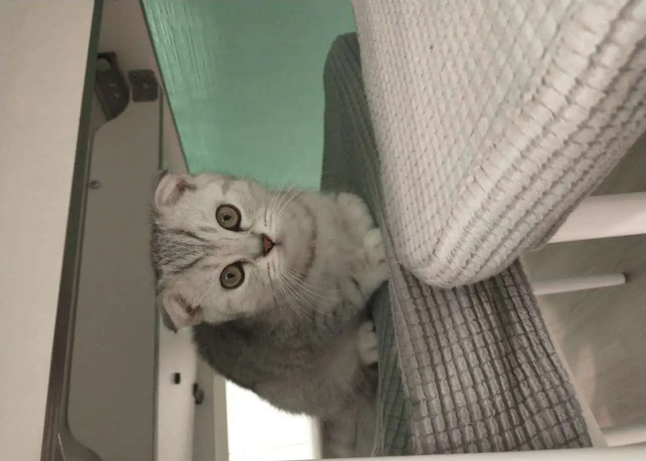 Котенок вислоухий шотландец