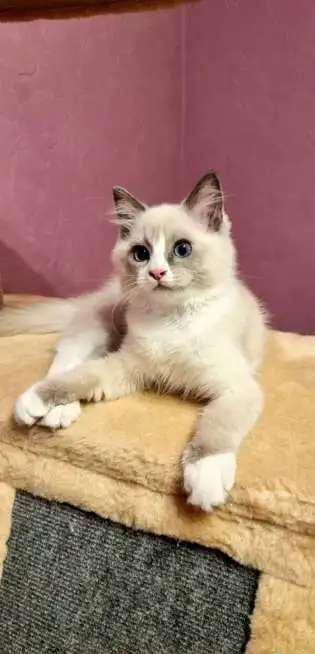 Котенок породы Рэгдолл