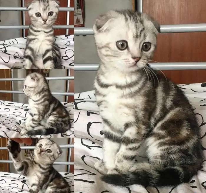 Шотландские котята