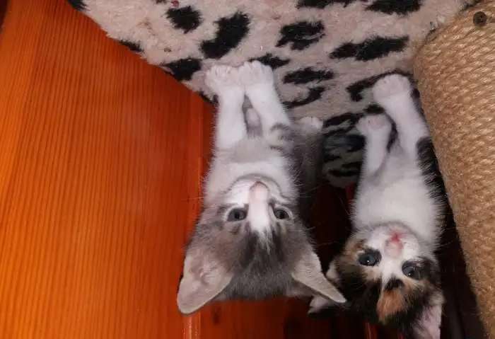Котята 1 месяц