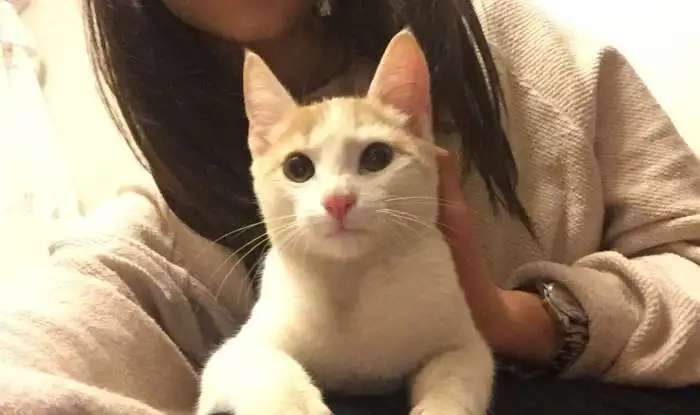 Котенок ищет семью