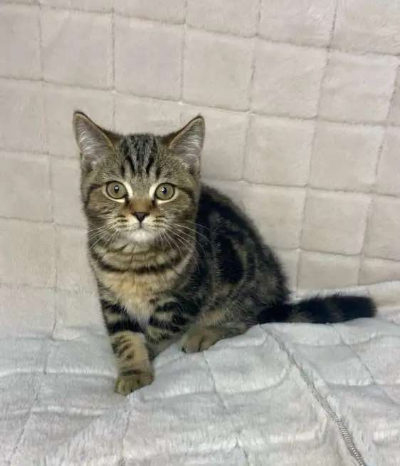 Британские котята