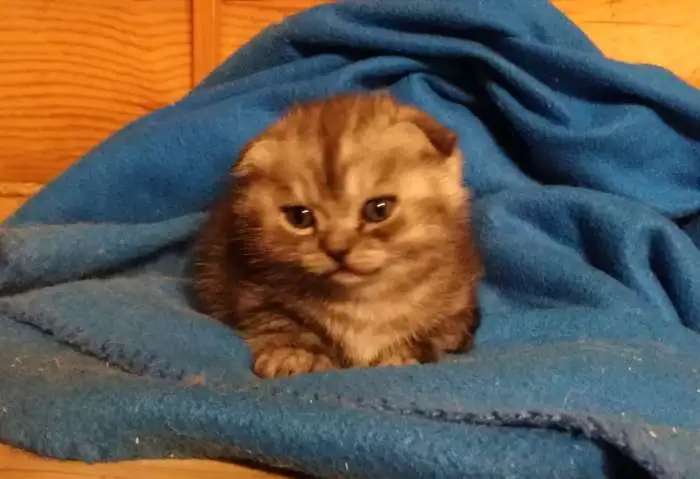 Шотландские котята