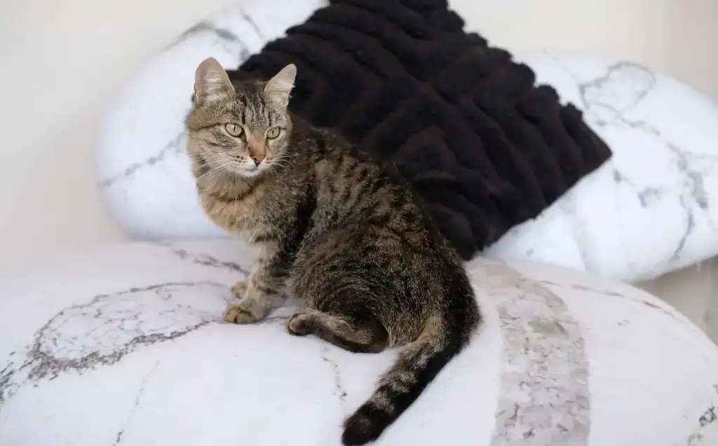 Кошка Фисташка ищет дом