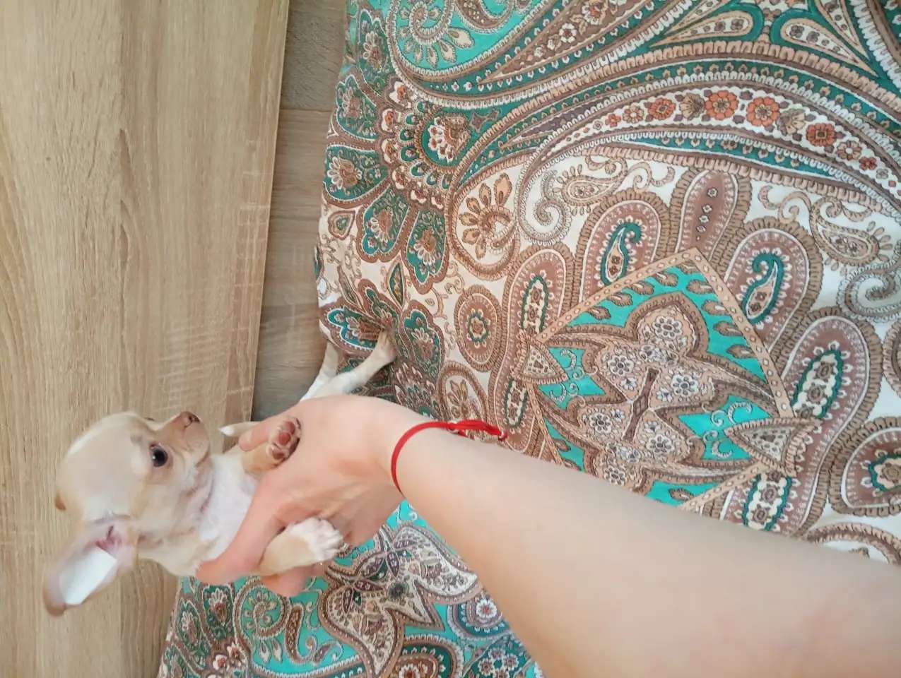 Щенки чихуахуа