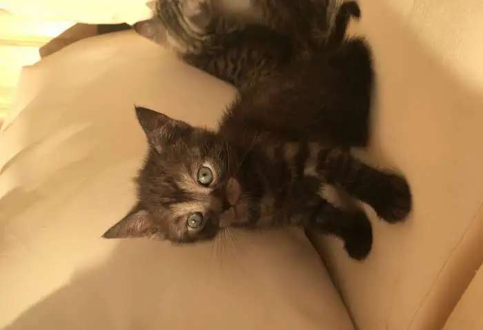 Котята британской породы