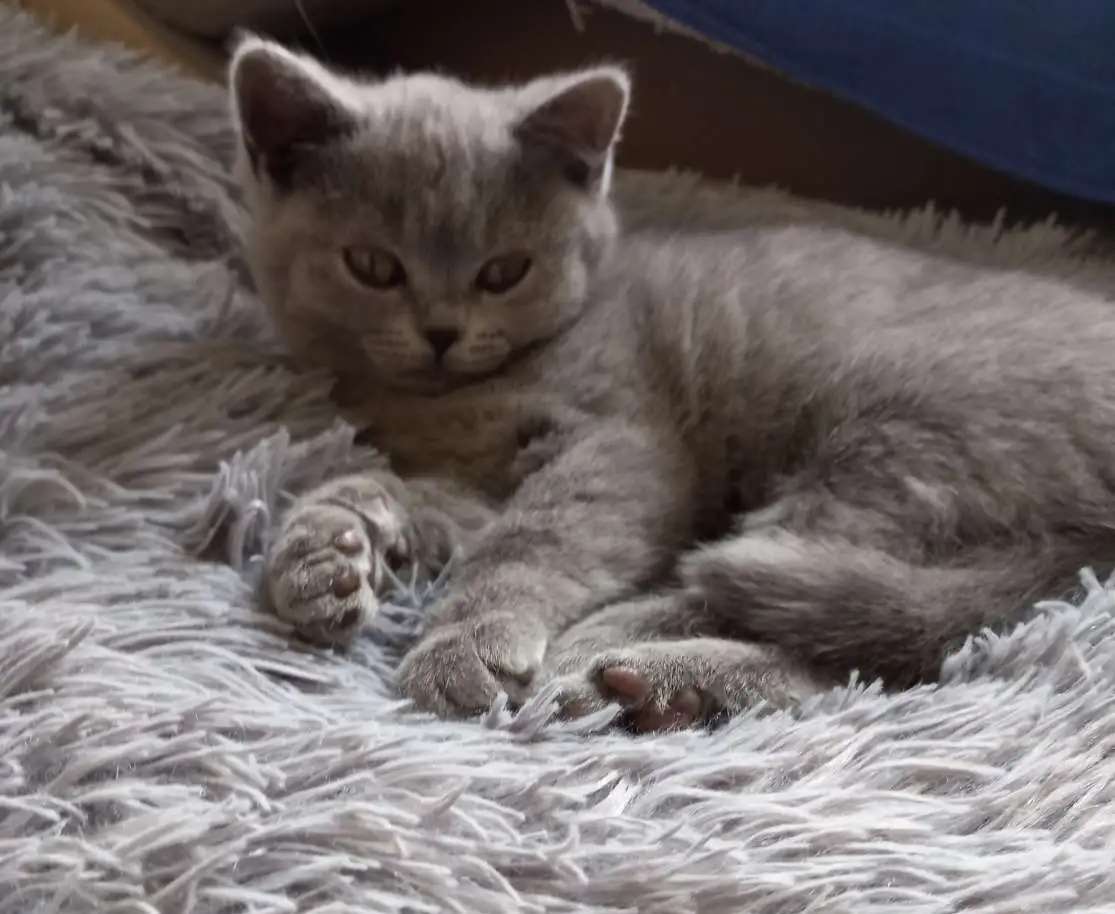 Кошка британская