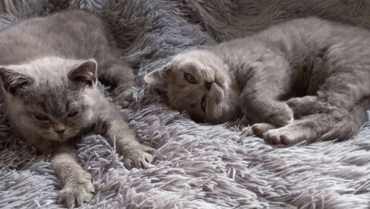 Кошка британская