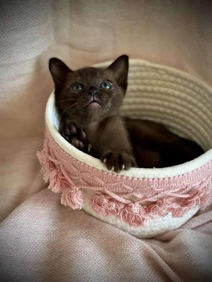 Бурманские клубные котята