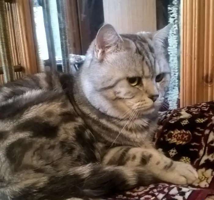 Мраморные котята шотландцы