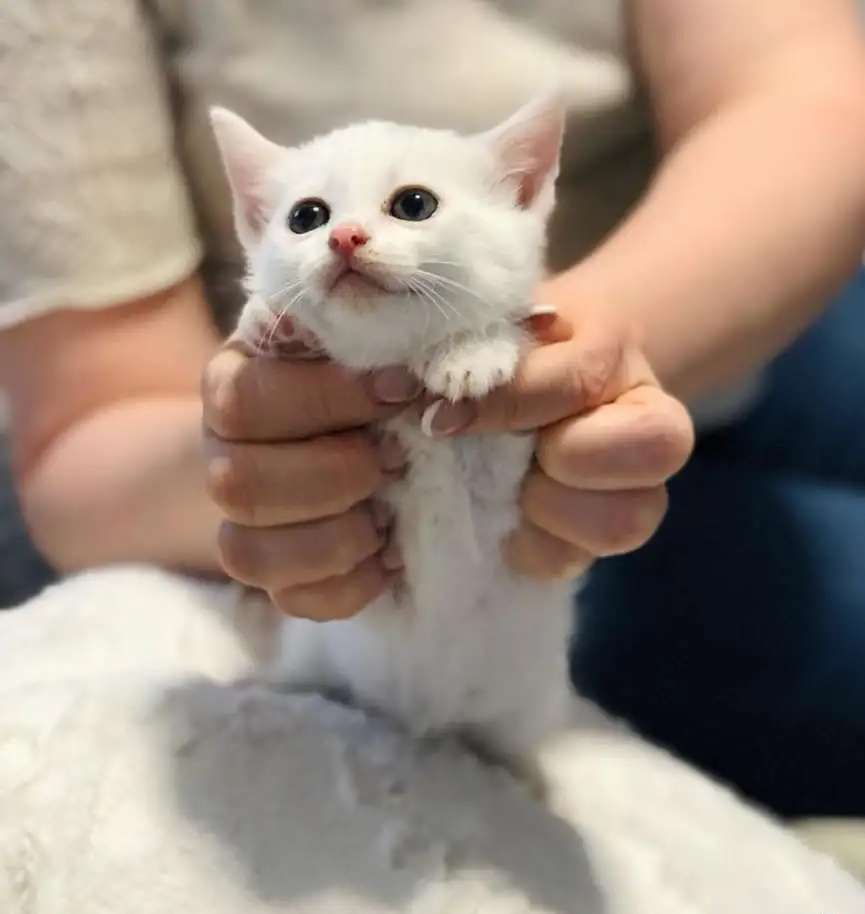 Котята