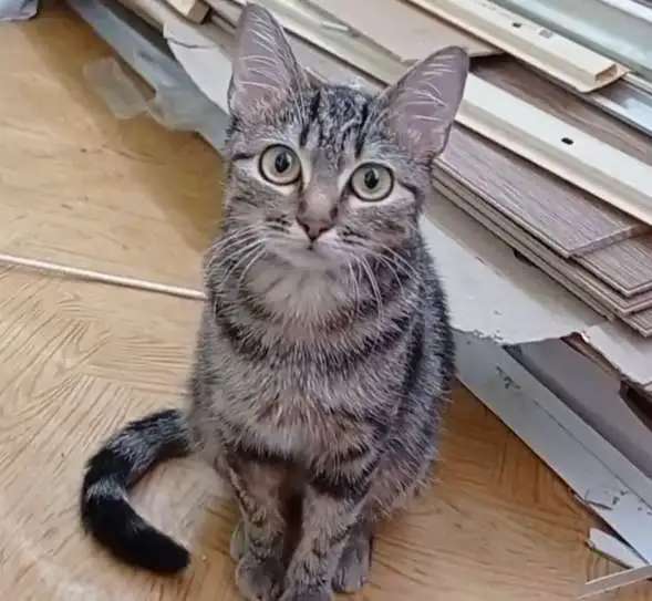 Молодая кошечка ищет дом